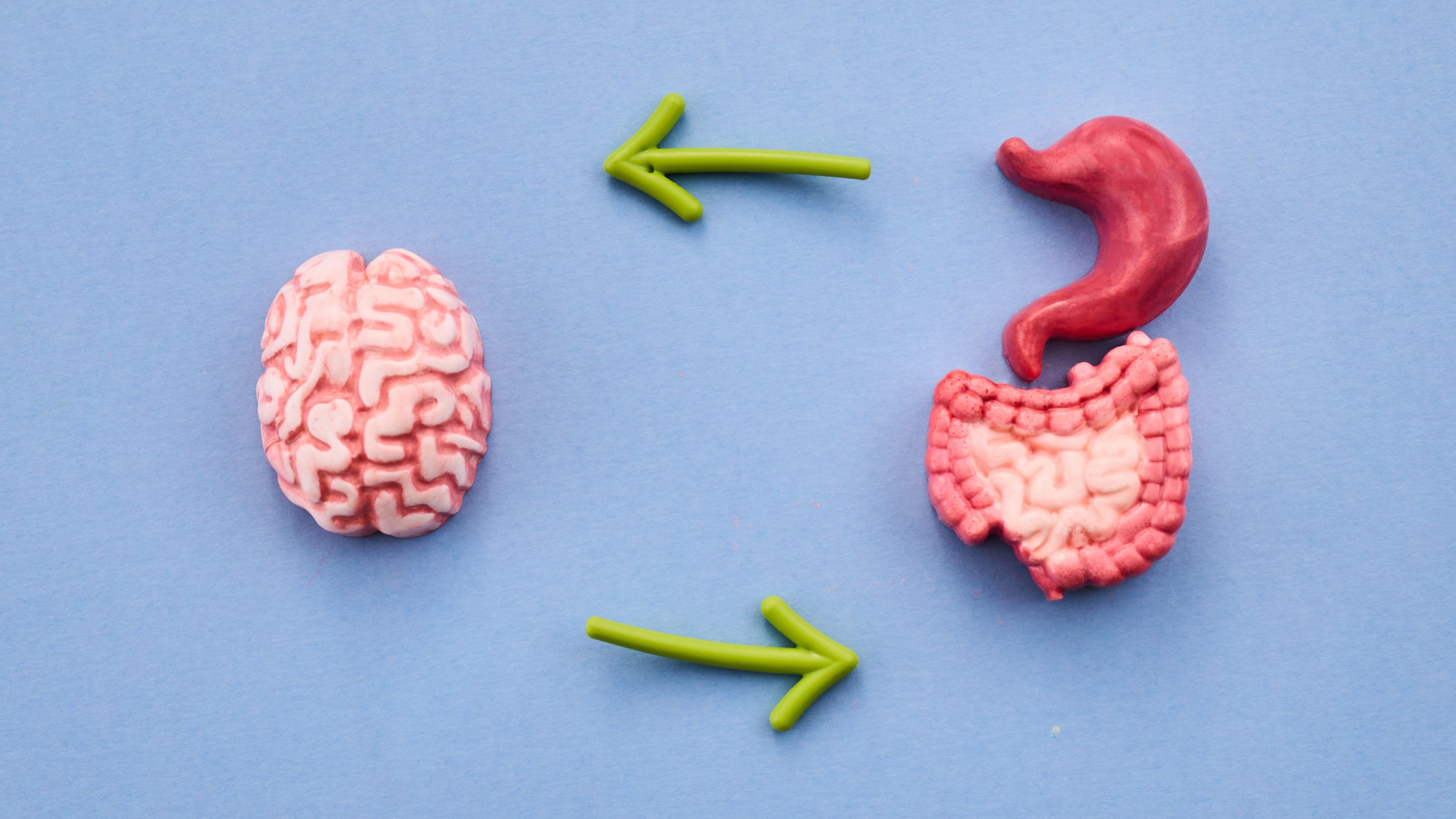 Why Gut-Brain Axis Signaling May Be the Biggest Lever for Focus