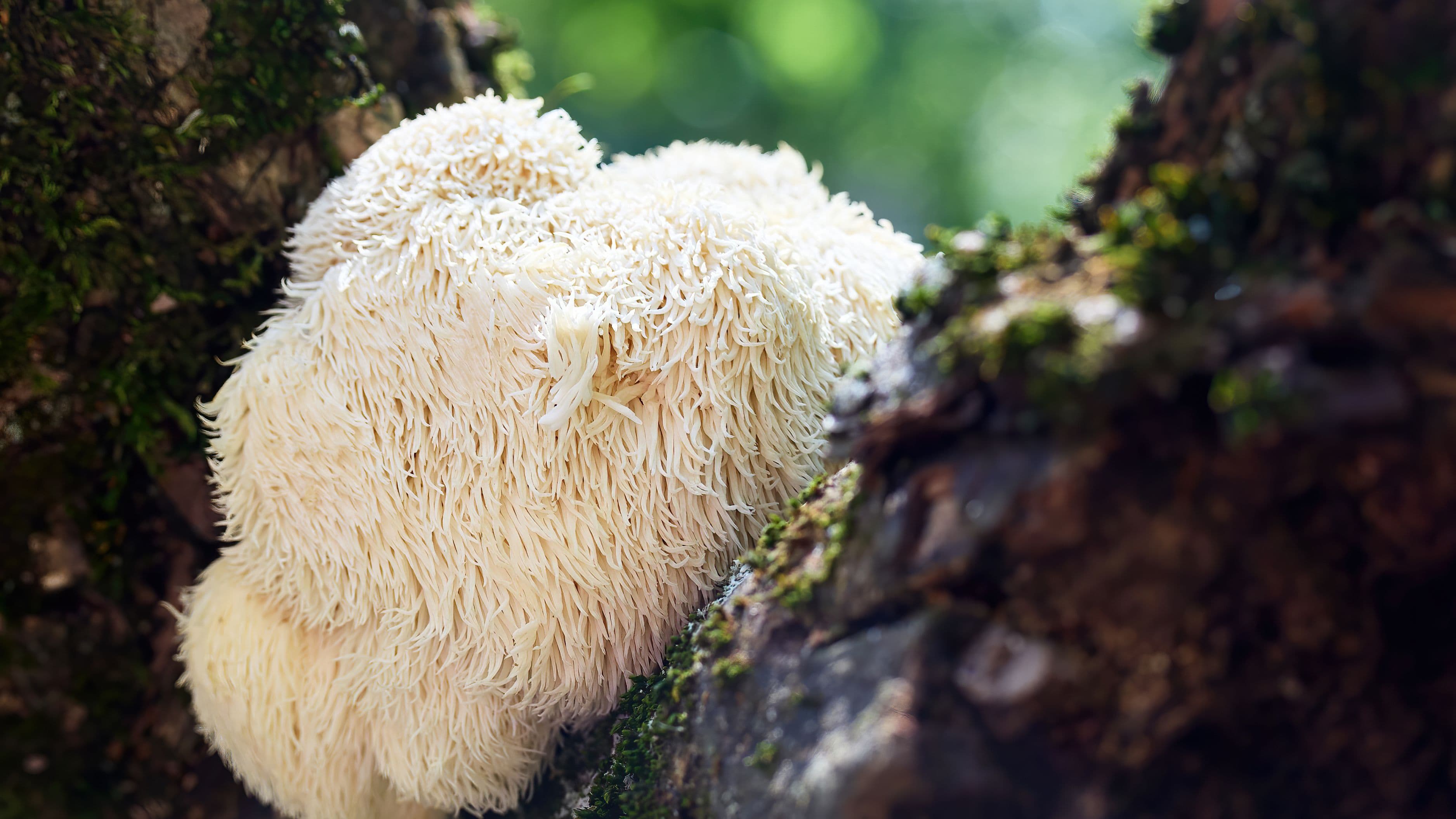 Lion's Mane Dosing Protocols for Neurogenesis