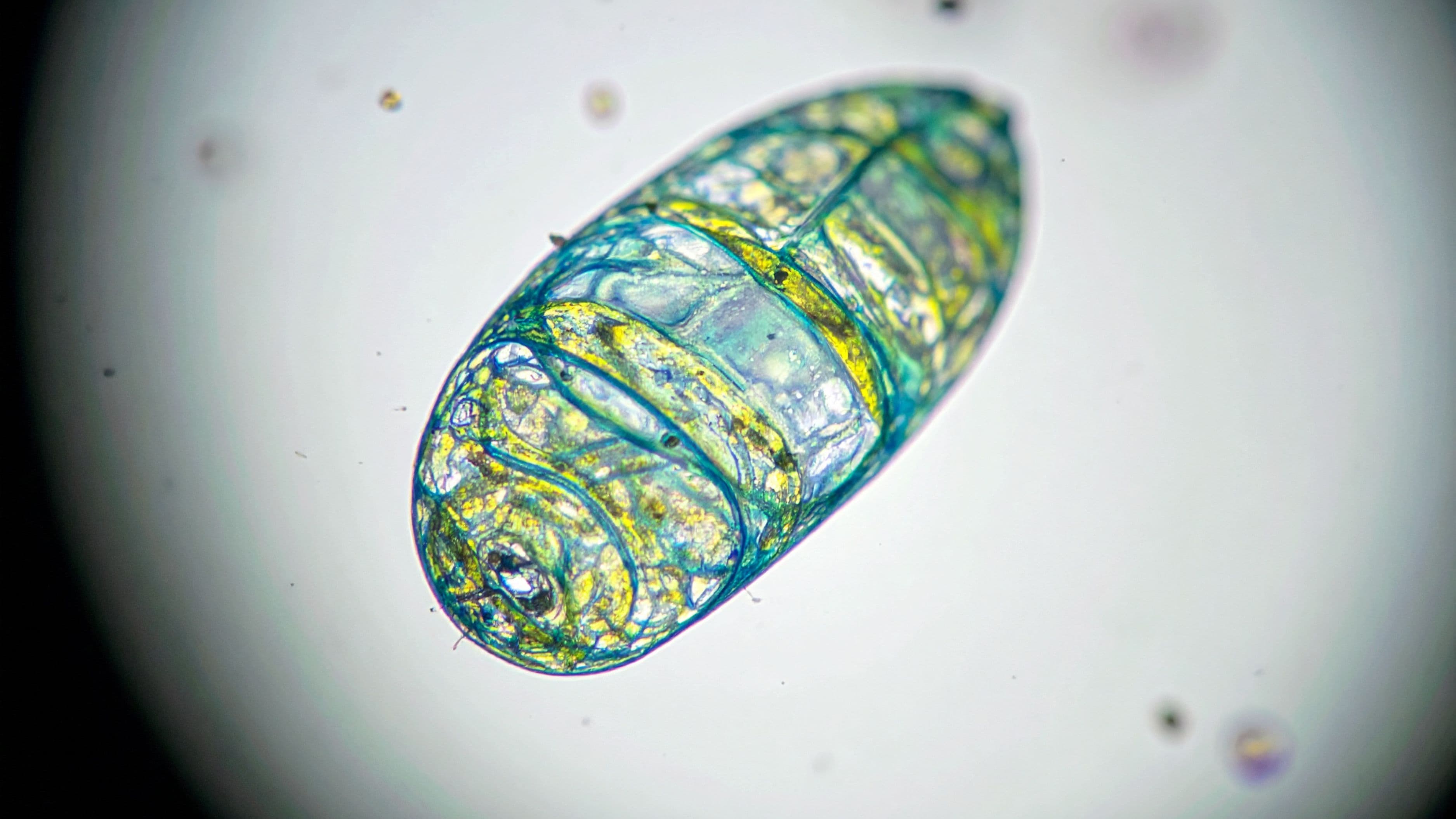 Does Methylene Blue Actually Enhance Mitochondrial Function?